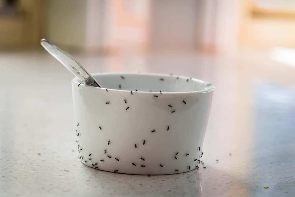 black ants on a bowl of jam black ants on a bowl of jam